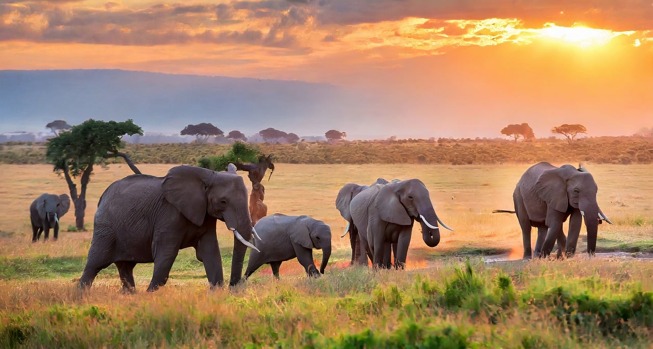 ai generated, elephants, sunset-8669539.jpg